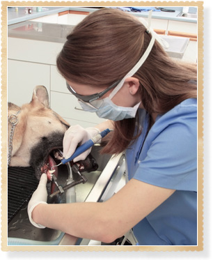 Pet Dental Care