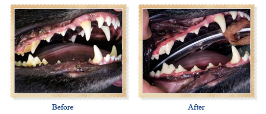 Pet Dental Care