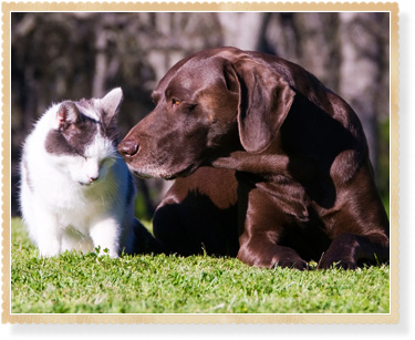 General Tips for Your Aging Pet